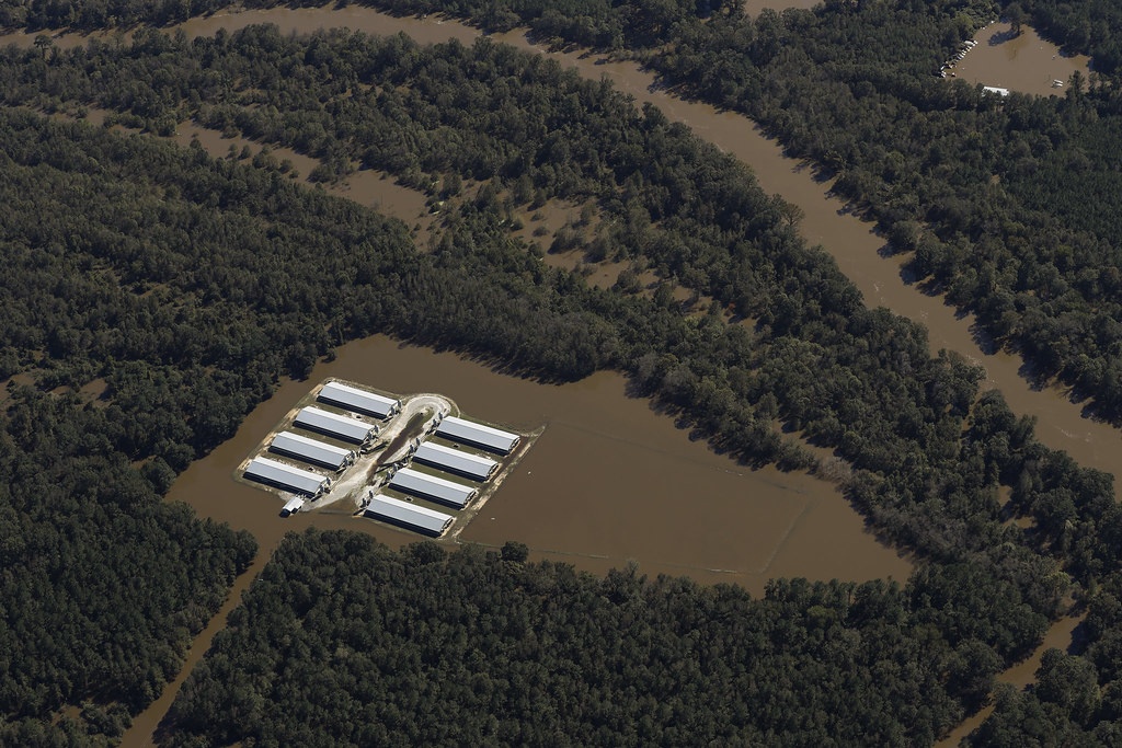 Hog farming and waste facility under water next to Neuse River