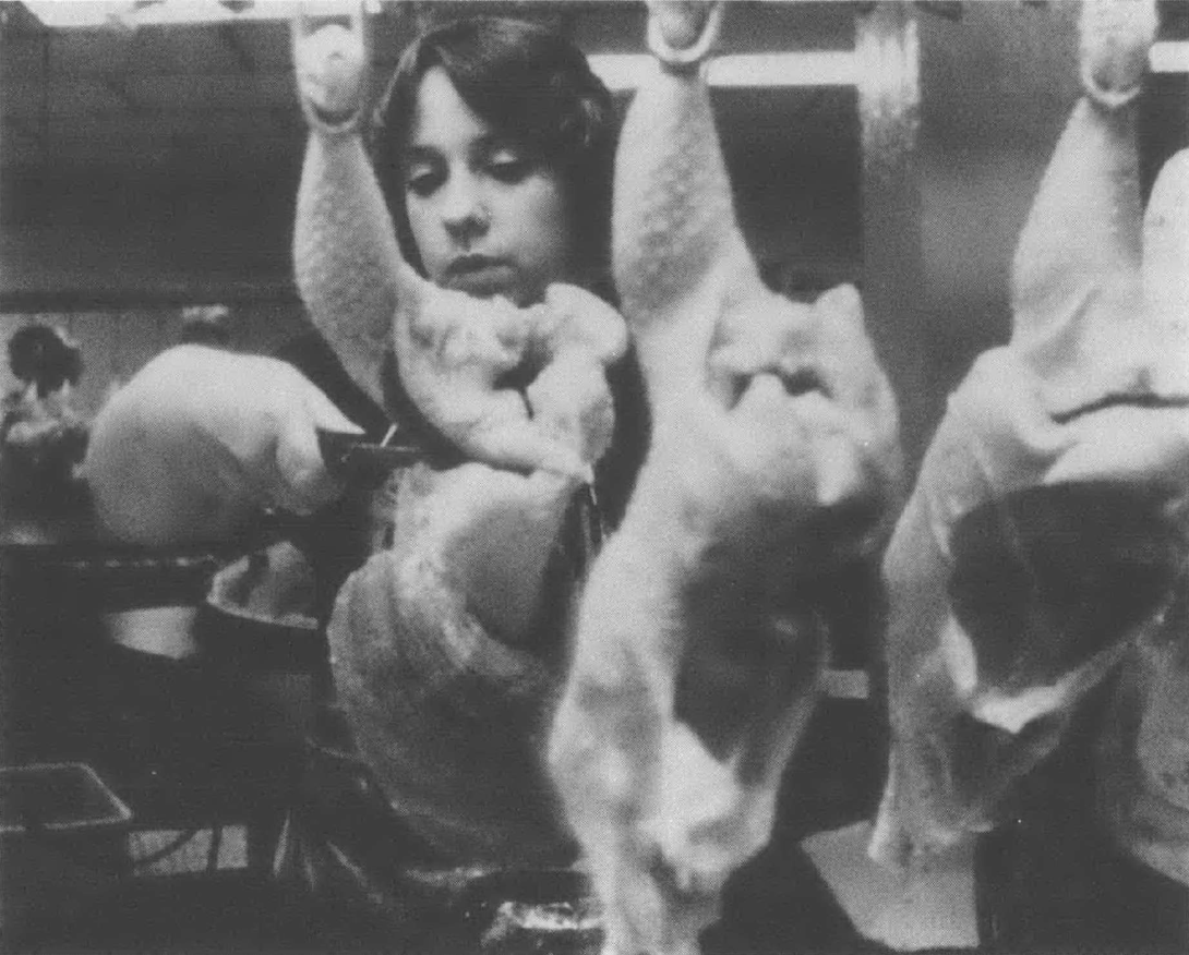 Black and white photo of white woman with scissors standing behind a line of raw, whole chickens hanging from hooks.