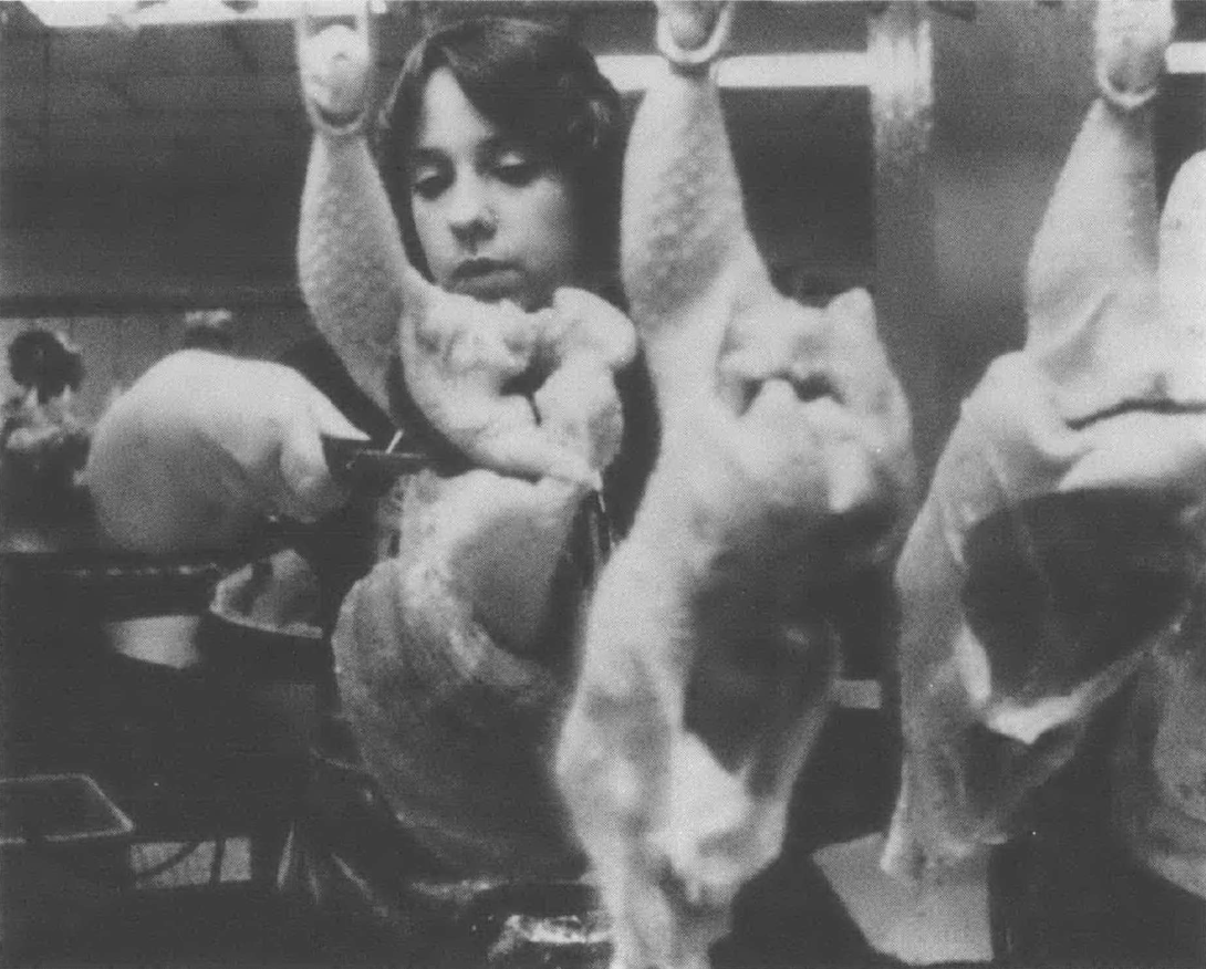 Black and white photo of white woman with scissors standing behind a line of raw, whole chickens hanging from hooks. 