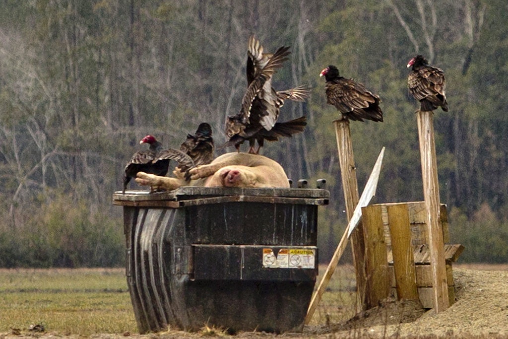 hog carcass